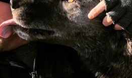 禽我电影在线观看,一场跨越时空的奇幻之旅